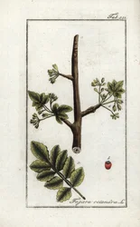 Tomentose vagy tacamac gumi (Elaphrium tomentosum). Litográfia Johannes Zorn (1739-1799) "Afbeelding der Artseny-Gewassen" című művéből, Hollandia.