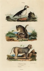 Toque makákó, Macaca sinica, veszélyeztetett 1, rhesus makákó, Macaca mulatta 2 és papagáj auklet, Aethia papagáj 3