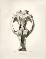 Toxodon Crane, egy őskori állat, amelyet Charles Darwin az uruguayi Montevideo közelében talált a Beagle fedélzetén tett felfedezőútja során. A H.M.S. Beagle Fitzroy kapitány parancsnoksága alatt 1832 és 1836 között tett útjának zoológiája szerkesztette és