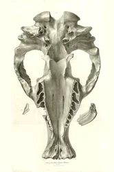 Toxodon Crane, egy őskori állat, amelyet Charles Darwin az uruguayi Montevideo közelében talált a Beagle fedélzetén tett felfedezőútja során. A H.M.S. Beagle Fitzroy kapitány parancsnoksága alatt 1832 és 1836 között tett útjának zoológiája szerkesztette és
