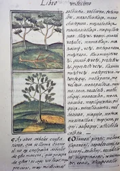 Fák, vadciprusok és jegenyefenyők, oldal a firenzei kódexből, kétnyelvű változat spanyolul és nahuatl nyelven, az Új Spanyolország dolgainak általános története, Fray Bernardino de Sahagun (1499-1590) spanyol misszionárius. Azték civilizáció
