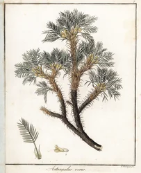 Igazi Astragalus - F. Guimpel litográfiája, Friedrich Gottlob Haynes (1763-1832) orvosi botanikájából, Berlin, kivonat.