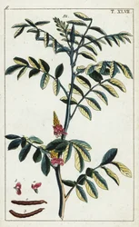 Valódi indigó, Indigofera tinctoria.