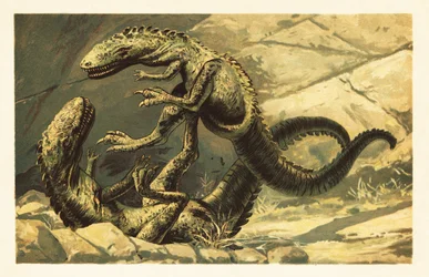 Két küzdő Dryptosaurus aquilunguis.1908 (litográfia)