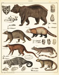 Medvefajták, 1841 (kőnyomat)