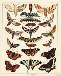 Varieties of butterflies, moths, etc.,1841 (lithograph)   1409536   hu       hungarian Successfully Translated  Original: Landscape with a Village Church Translat: Landscape with a Village Church 1230841 hu hungarian Successfully Translated Original: De as