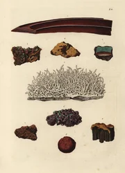 A vasérc fajtái. Kézi rézmetszet Georg Wolfgang Knorr Deliciae Naturae Selectae of Kabinet van Zeldzaamheden der Natuur című művének illusztrációja után, Blusse and Son, Nürnberg.