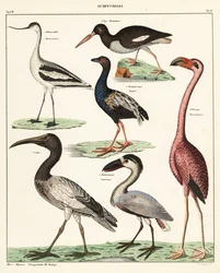 A gázlómadarak fajtái. ,1841 (kőnyomat)