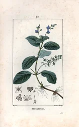 Veronique des ruisseaux ou cress de cheval or salad de chouette - Lambert fils metszete, Pierre Jean Francois Turpin (1775-1840) rajzáról, a La flore medicale, de Chaumeton, Poiret et Chamberet, Paris 1830-ból - Brooklime or European Spe