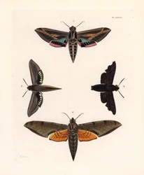 Szőlősphinx moth, Eummorpha vitis 1, gyászos sphinx, Enyo lugubris 2, tersa sphinx, Xylophanes tersa 3, és csíkos sphinx, Proambulyx strigilis 4. Kézzel színezett litográfia John O. Westwood új kiadásából, Dru Drury "Illustrations of Exotic Ento" című köny