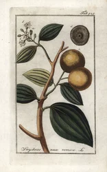 Vomiker (Strychnis nux-vomica). Litográfia Johannes Zorn (1739-1799) "Afbeelding der Artseny-Gewassen" című művéből, Hollandia.