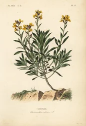 Vallilover, Ersimom kéz, Chiranthos kéz, Giroulee