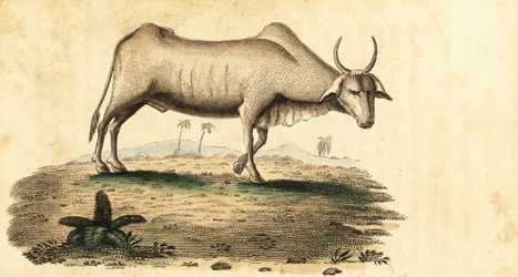 Vízibivaly, Bubalus bubalus.,1800 (metszet)