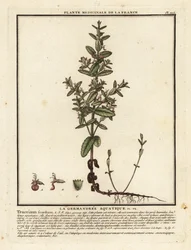 Vízi germander, Teucrium scordium.