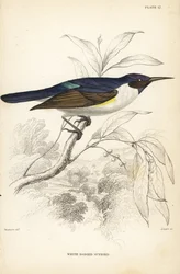 Nyugati bíborhátú napraforgó, Anthreptes longuemarei (Fehér testű napraforgó, Anthreptes leucosoma). William Lizars kézzel színezett acélmetszete William Swainson után Sir William Jardine Naturalist