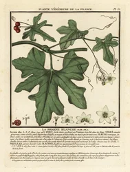 Fehér bryony, Bryonia alba.