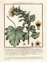 Fehér tyúkól, Hyoscyamus albus.