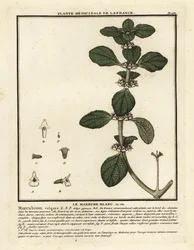 Fehér horehound, Marrubium vulgare.