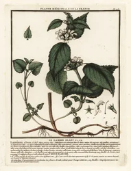 Fehér csalán, Lamium album.