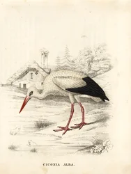 Fehér gólya, Ciconia ciconia (Ciconia alba). Kézzel színezett acélmetszet Georg Friedrich Treitschke Természettudományi Galériájából, Naturhistorischer Bildersaal des Thierreiches, Liepzig.