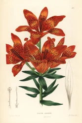 Vadliliom - Szibériai liliom, Lilium pensylvanicum (Hivalkodó szibériai liliom, Lilium spectabile). Kézzel színezett rézmetszet, készítette A. Bailey Edwin Dalton Smith után, John Lindley és Robert Sweet Ornamental Flower Garden and Shrubbery című művéből,