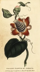 Szárnyas szárú golgotavirág, Passiflora elata.,1800 (metszet)