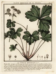 Fa sanicle, Sanicula europaea.