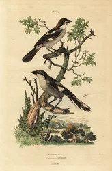 Erdei cickány, Lanius senator és déli szürke cickány, Lanius meridionalis