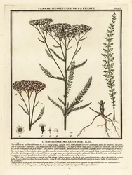 Cickafarkfű, Achillea millefolium.