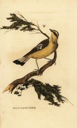 Sárgaborjú légykapó, Ficedula zanthopygia. 1815 (metszet)