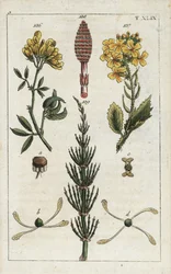 Sárga lucerna (lucerna), Medicago falcata 136, vadretek (ravenelle), Raphanus raphnistrum 137, és mezei zsurló (prele des champs), Equisetum arvense 138/139. Kézzel színezett rézmetszet egy botanikai illusztrációról G. T. Wilhelm "Unte