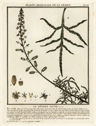 Sárga mignonette, Reseda lutea.