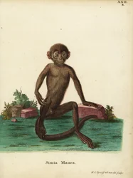 Fiatal sávos langur, Presbytis femoralis. Simia maura. Kézzel színezett rézmetszet, amelyet Hermann Jakob Tyroff rajzolt és metszett a természet után Johann Christian Daniel Schreber: Animal Illustrations after Nature, or Schreber