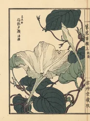 Yuugao, hyoutan, calabash, vagy palack tök virág, Lagenaria siceraria. Kézzel színezett fametszet, Kono Bairei, Kusa Bana Hyakushu (Százféle virág), Tokió, Yamada.