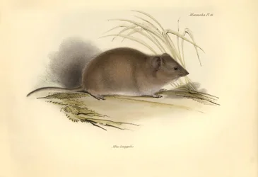 Állattan: A "Mus longipilis" (a mezei patkányok családjából), amelyet Charles Darwin írt le a Beagle fedélzetén tett felfedezőútja során. Tábla a "The Zoology of the voyage of the H.M.S. Beagle under the command of Captain Fitzroy during the years 1832 to