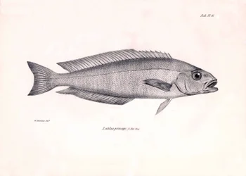 Zoológia: a "Latilus princeps" hal ábrázolása, amelyet Charles Darwin írt le a Beagle fedélzetén tett utazása során. Tábla a "The zoology of the voyage of H.M.S. Beagle under the command of Captaain Fitzroy under the years 1832-1836" című könyvből.