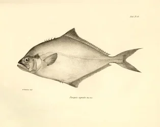 Zoológia: a Charles Darwin által a Beagle fedélzetén tett útja során leírt "Paropsis signata" hal ábrázolása. Tábla a "The zoology of the voyage of H.M.S. Beagle under the command of Captaain Fitzroy under the years 1832-1836" című könyvből.