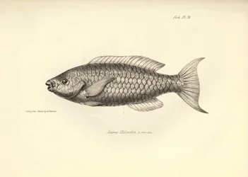 Zoológia: a "Scarus Chlorodon" hal ábrázolása, amelyet Charles Darwin írt le a Beagle fedélzetén tett utazása során. Tábla a "The zoology of the voyage of H.M.S. Beagle under the command of Captaain Fitzroy under the years 1832-1836" című könyvből.