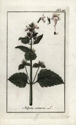 catary vagy catary vagy catary vagy cat menta (Nepeta cataria). Litográfia Johannes Zorn (1739-1799) "Afbeelding der Artseny-Gewassen" című művéből, Hollandia.