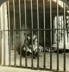 Elfogott emberevő tigris, amelyet 200 halálesetért okolnak, Kalkutta, India, kb. 1903