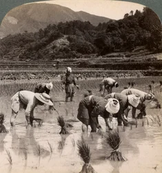 Mezőgazdasági munkások rizshajtásokat ültetnek át Kiotó közelében, Japánban, 1904