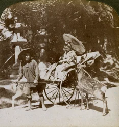 Szent szarvast etető lány imák felé menet, a Kasuga templom területén, Nara, Japán, 1904