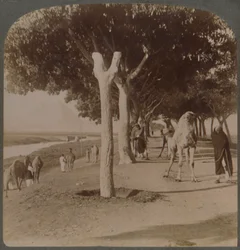 Út a piramisokhoz, Egyiptom, 1896.