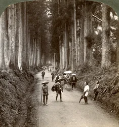 A ligetek Isten első templomai voltak, a nemes kriptomeriák sugárútja Nikko-ban, Japánban, 1904