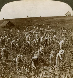 Dohánymező, Montpeller, Jamaica, 1900.