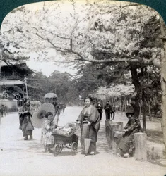 A cseresznyevirágok alatt, északkeletre nézve a Shiba Park fő sugárútja mentén, Tokió, Japán, 1904