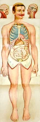 Human Anatomy kihajtható oktatási modell, c. 1895