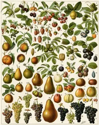 Mezőgazdaság: Ehető gyümölcsöket (cseresznye, málna, eper, áfonya, őszibarack, sárgabarack, dió, szőlő, körte, mogyoró, füge, alma, szilva...) ábrázoló botanikai tábla. Színes litográfia.