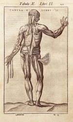 Anatómiai tábla, amely egy férfit ábrázol a hátán. Juan Valverde De Amusco (1525-1588) metszet az „Anatomia Corporis Humani”-ba. Barcelona. Biblioteca de Catalunya (Katalán Nemzeti Könyvtár, Barcelona).