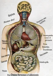 Anatómia: mellkasi és hasi szervek (bél, máj, hasnyálmirigy, tüdő stb.) F. E. Bilz La nouvelle médication naturelle című művében, 1898.